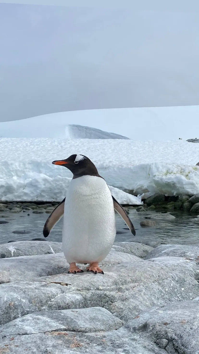 A gentoo penguin standing on the ice