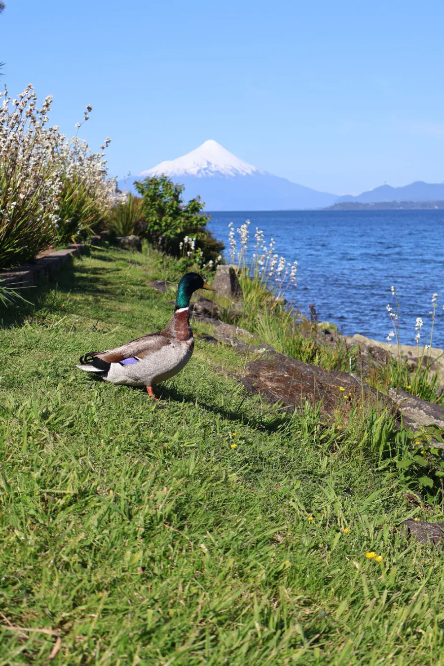 Osorno Volcano seen across the lake from a grassy shore