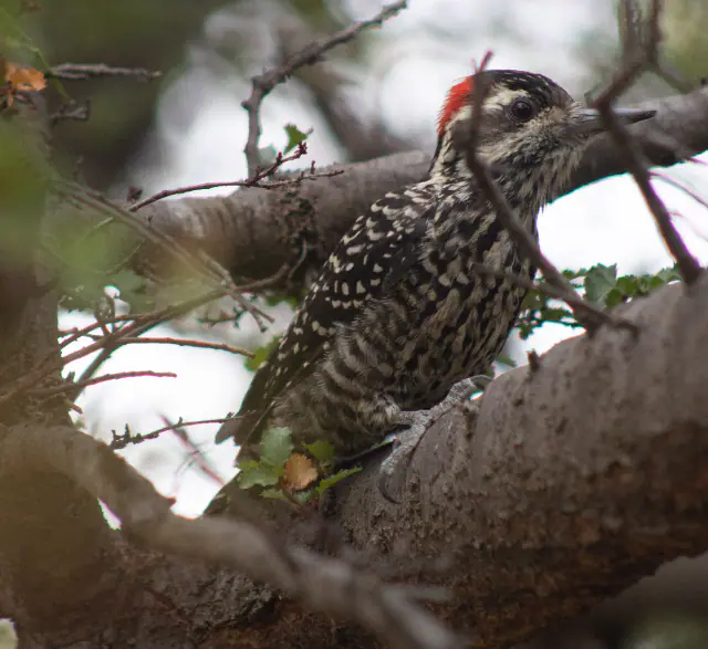 A Magellanic woodpecker on a tree branch