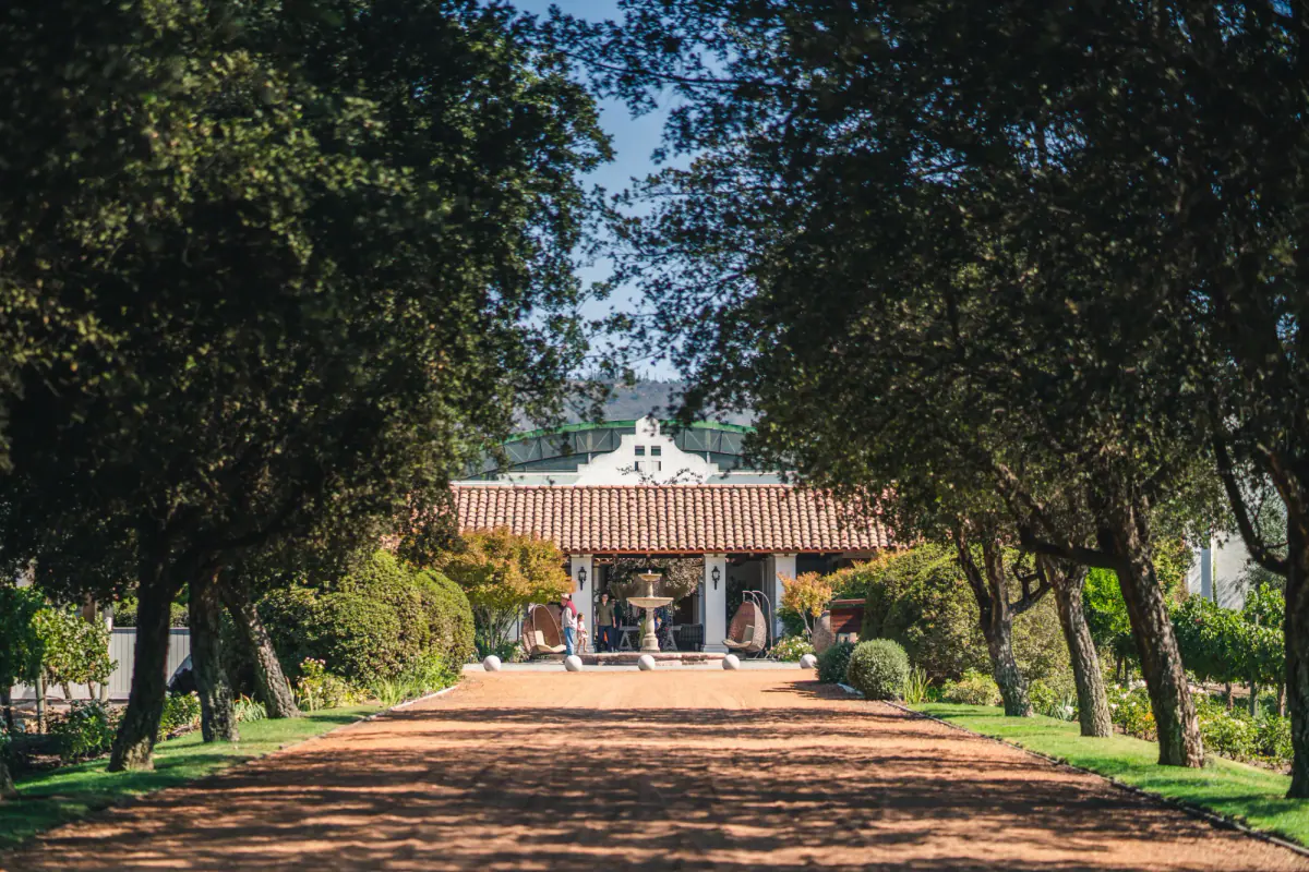 A tree-lined drive leading to a winery estate